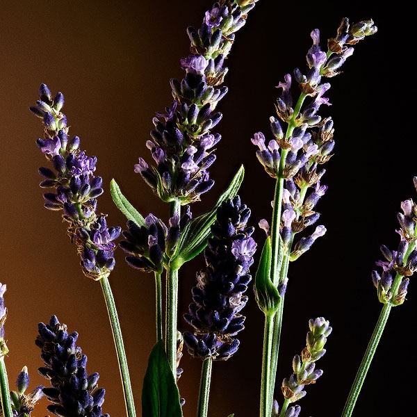 Clary Sage Heart Note